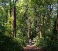 Exploring the Ancient Forests of Bali